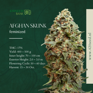 Afghan Skunk-420seed.nl
