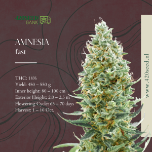 Amnesia Fast cannabis seeds, showcasing their robust appearance and potential for a quick, high-quality harvest