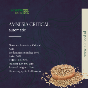 AMNESIA x CRITICAL AUTO THC SEEDS-420SEED.NL