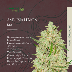 AMNESIA LEMON FAST THC SEEDS-420SEED.NL
