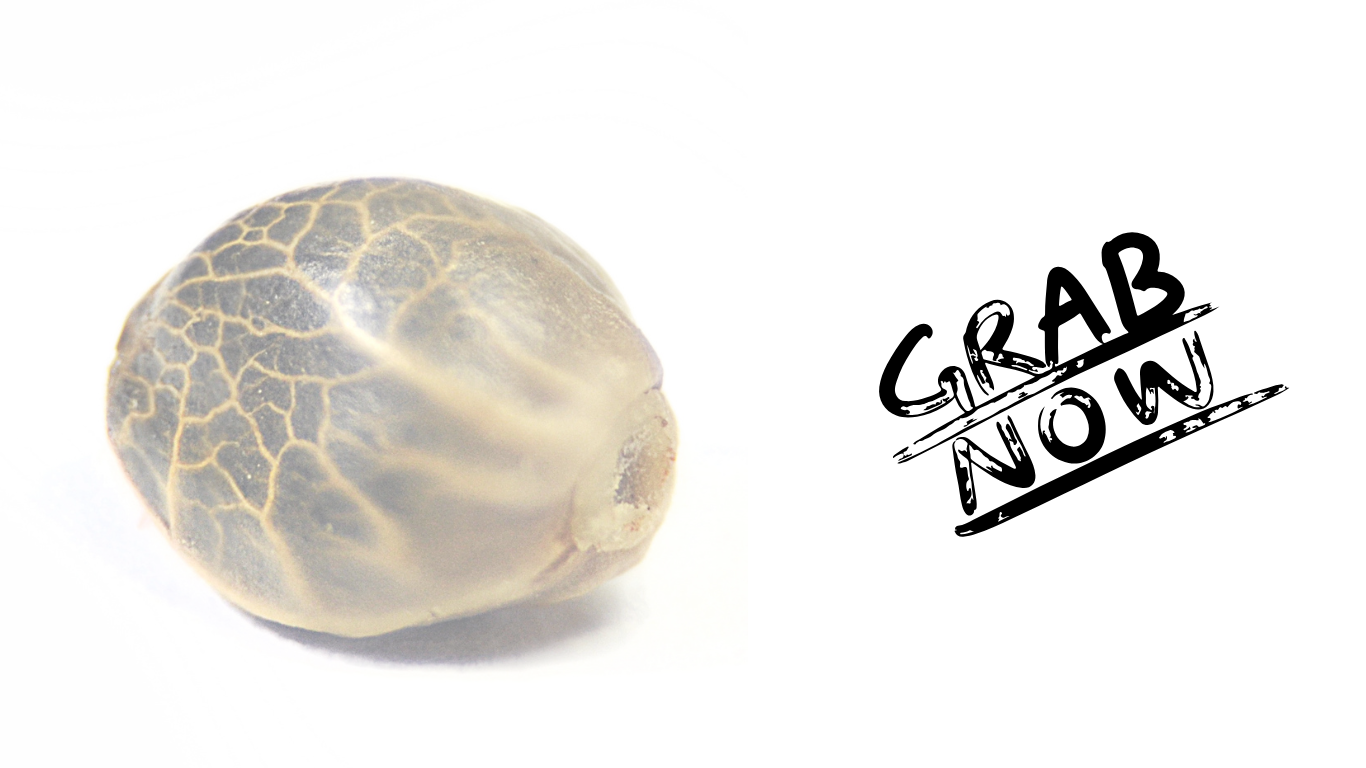 Let's make something extraordinary together -420SEED.NL